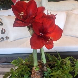 Valentine's Day Sale